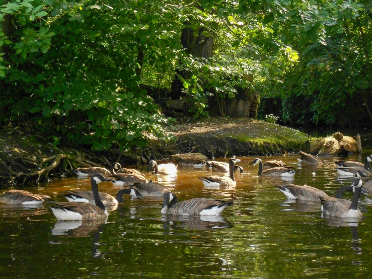 a flock of geese swimming on a small pond