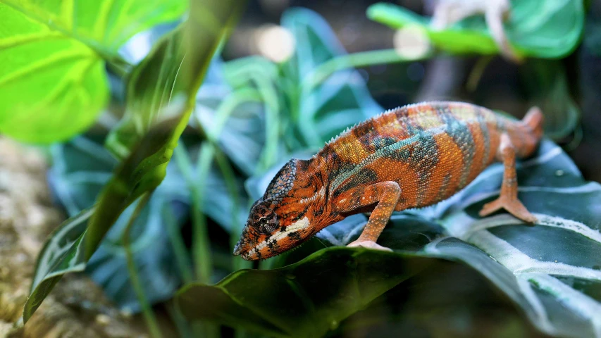 a orange and black chamelon sitting on top of some leaves