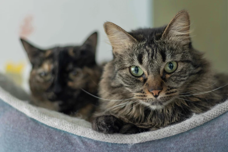 two cats laying next to each other in a cat bed