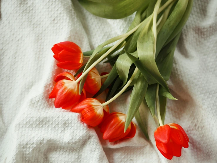 several tulips are on a towel on the bed