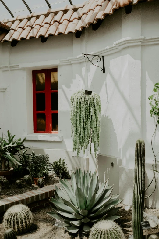 the house is white and has an exotic cactus next to it