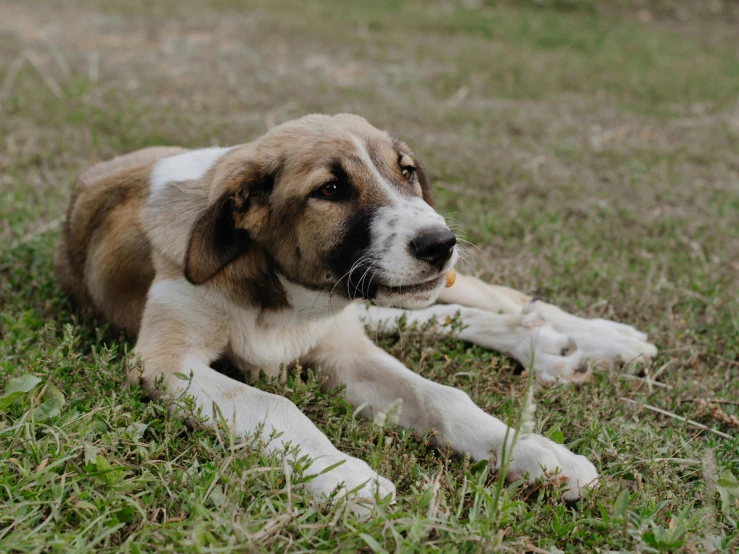 the dog is laying down on the grass outside