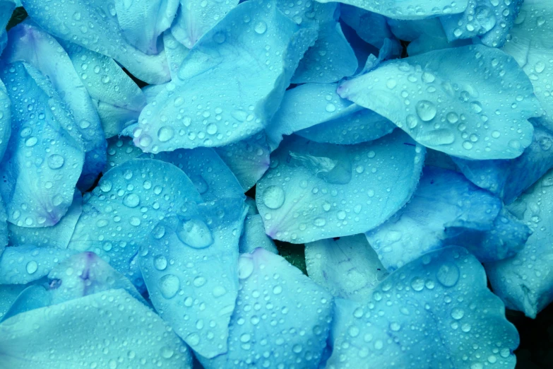 a blue flower has water droplets on it