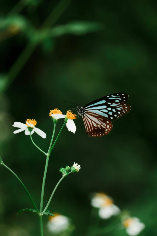 a black - and - white erfly with an orange tail resting on a flower