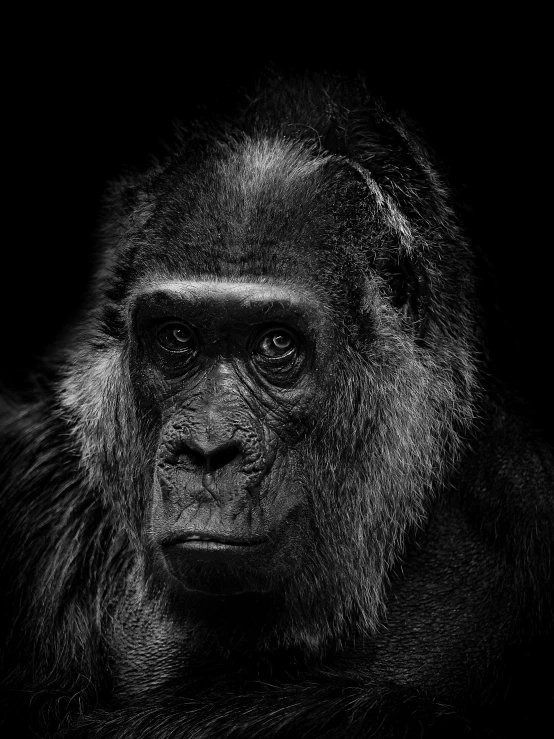 the black and white image shows a monkey