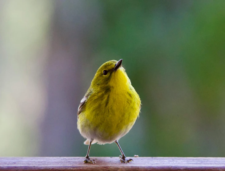 small yellow bird with its wings spread wide