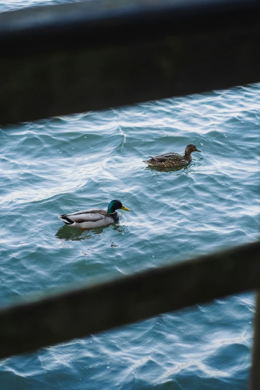 two ducks floating in the water behind a fence