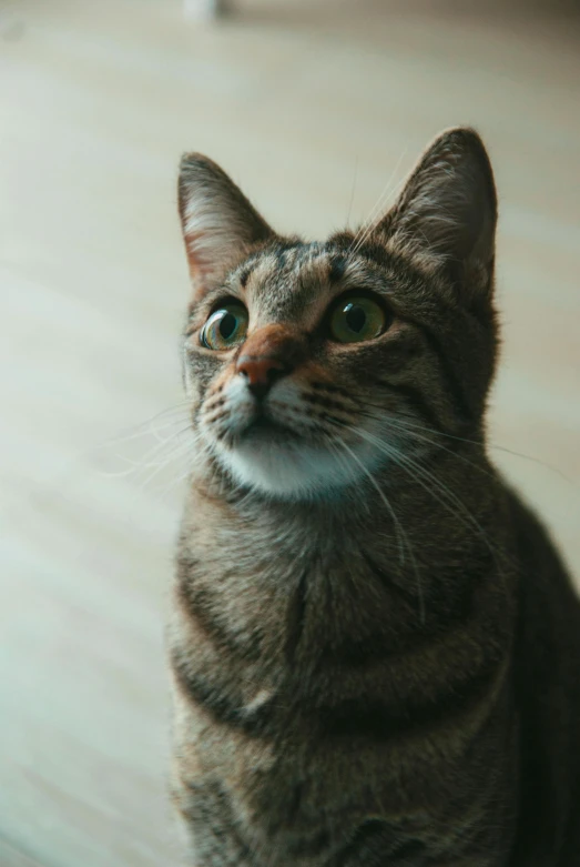 a cat staring intently at soing while sitting