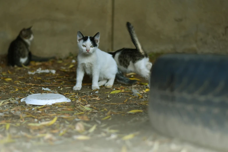 three cats are outside by the wall, looking to soing