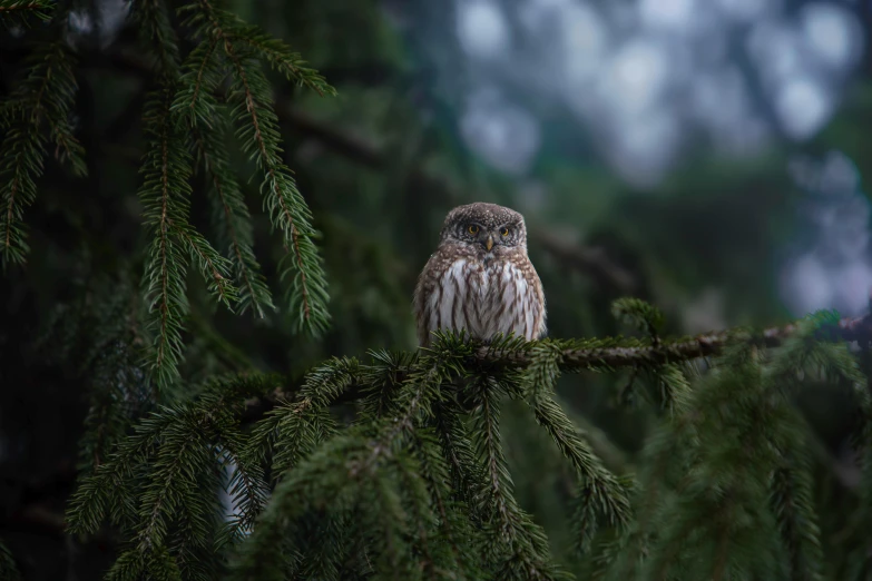 an owl sitting on a tree nch in a forest