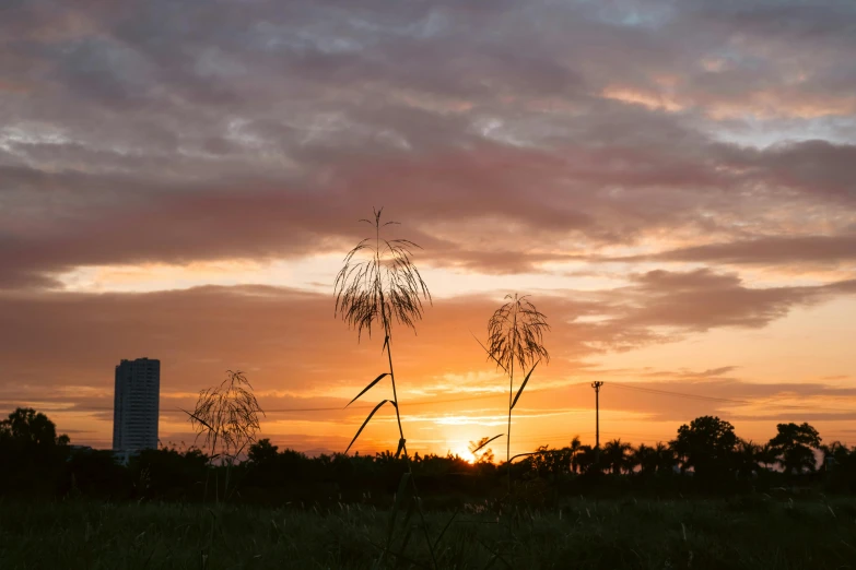 the setting sun is seen in the distance behind some trees