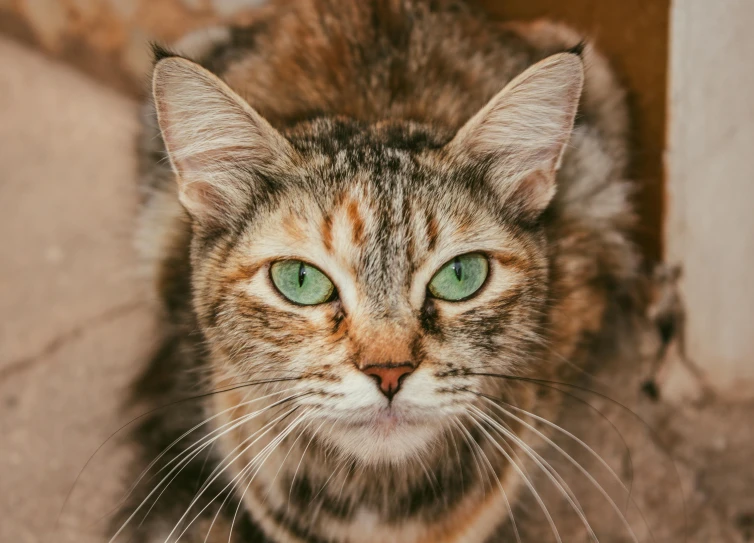 a cat with green eyes sitting down