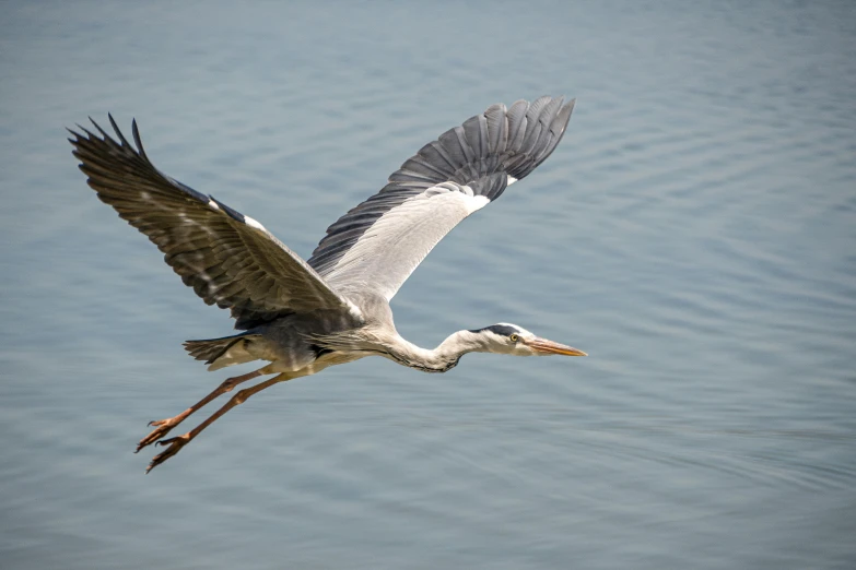 large gray and white bird flying over water