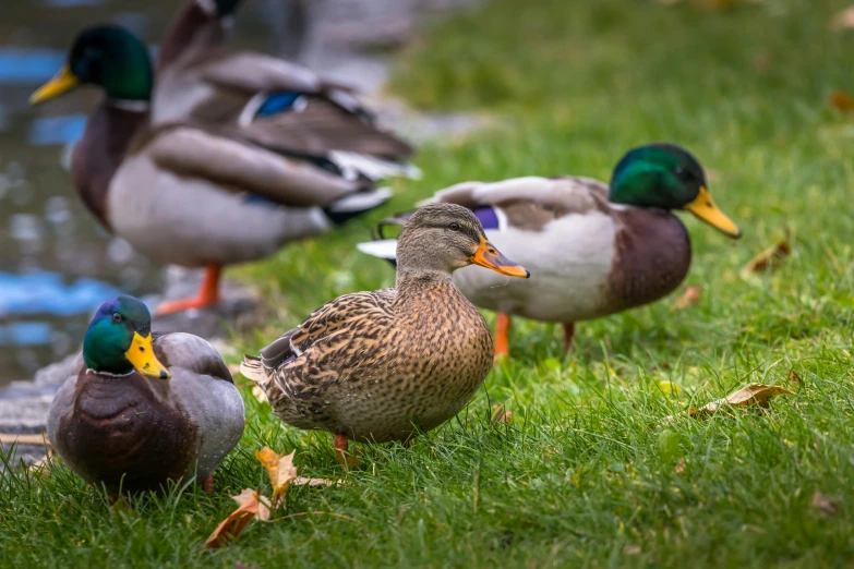 a group of ducks sitting on top of grass