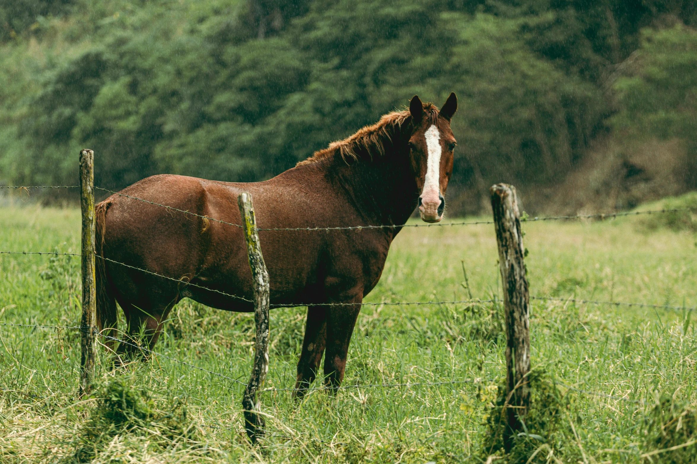 a brown horse in a field behind a barbed wire fence