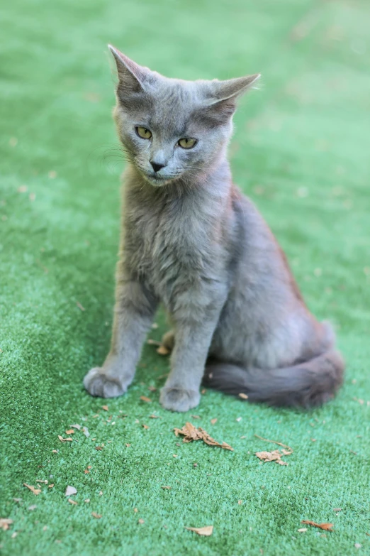 a cat sitting on a green grassy ground