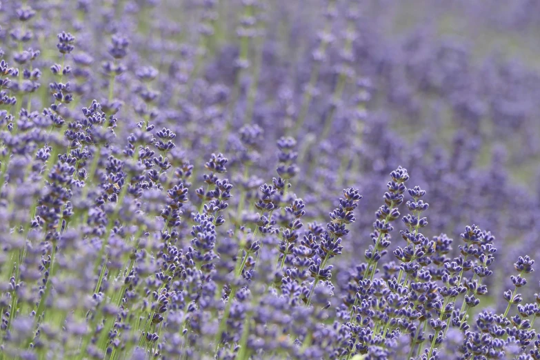 an image of many lavender flowers on display