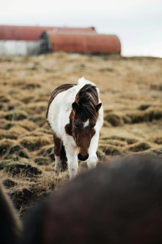 the small horse is standing in a field