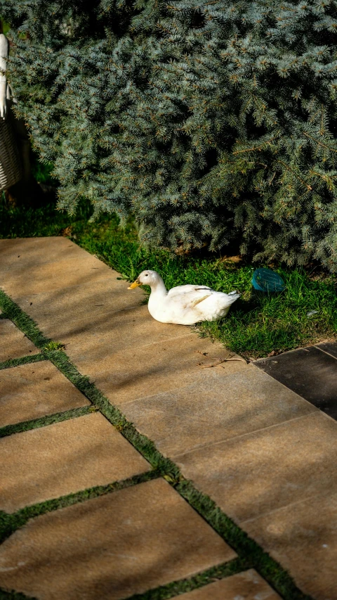 a white duck lying in the middle of a garden