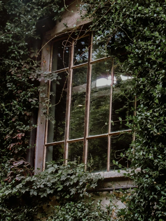 a broken window sitting below a leafy green tree