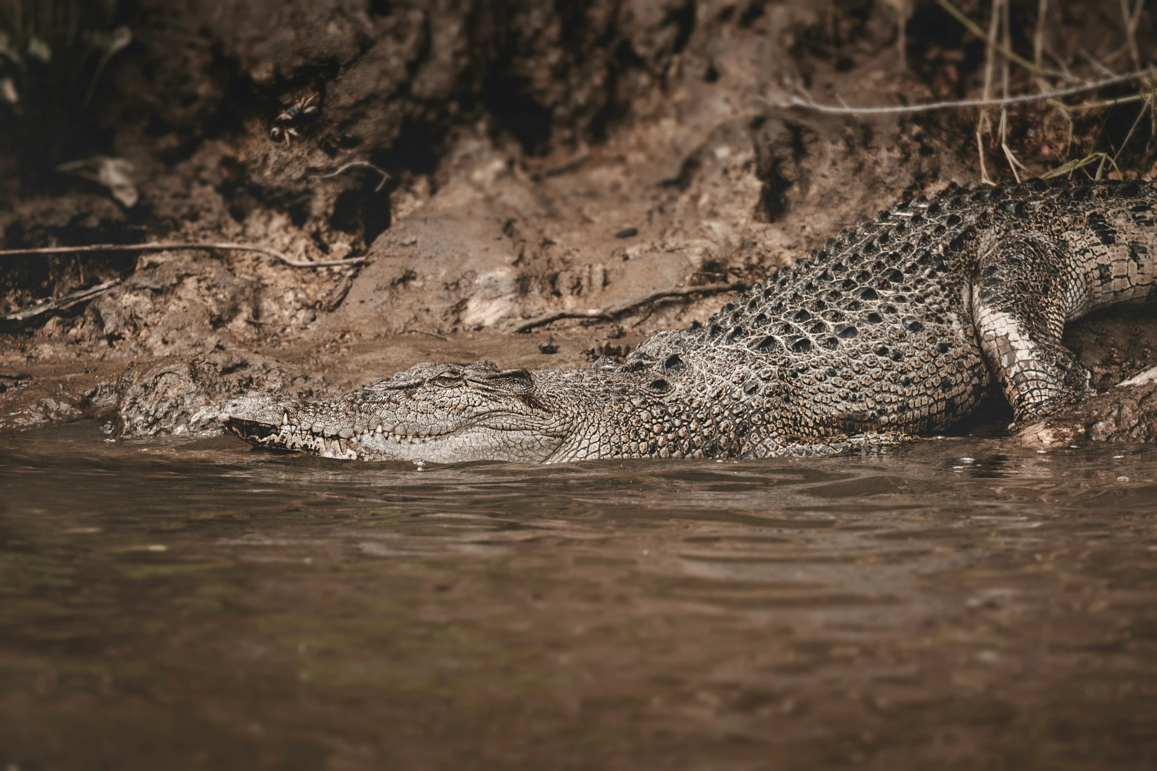 a big leopard drinking water from a lake