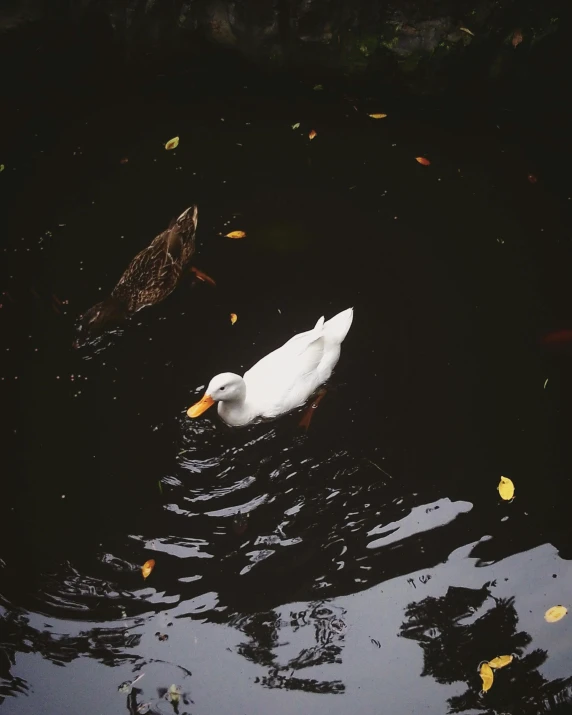 a white swan floating on top of a lake