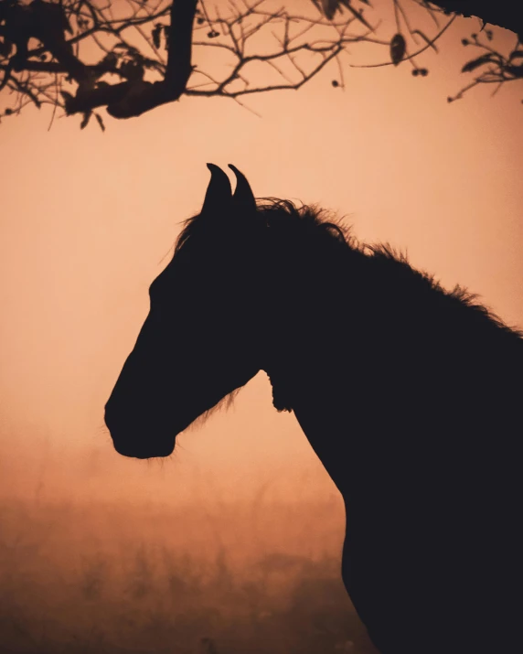 silhouette of horse standing on grassy area at dusk
