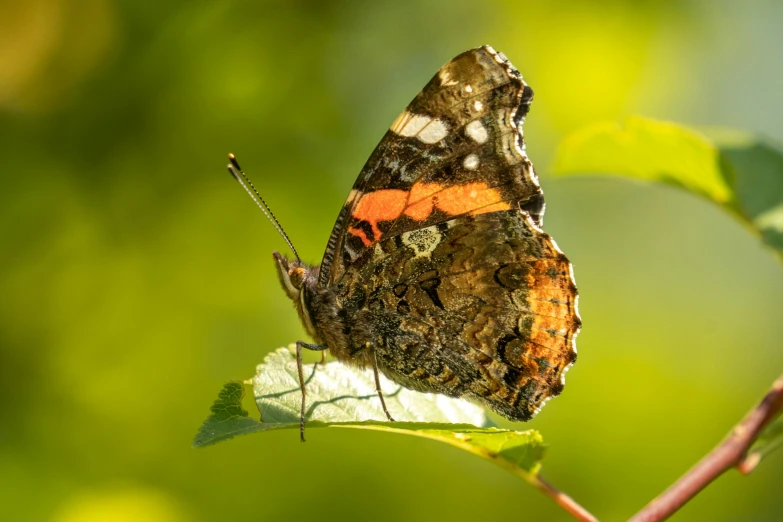 a close up of a erfly on a leaf