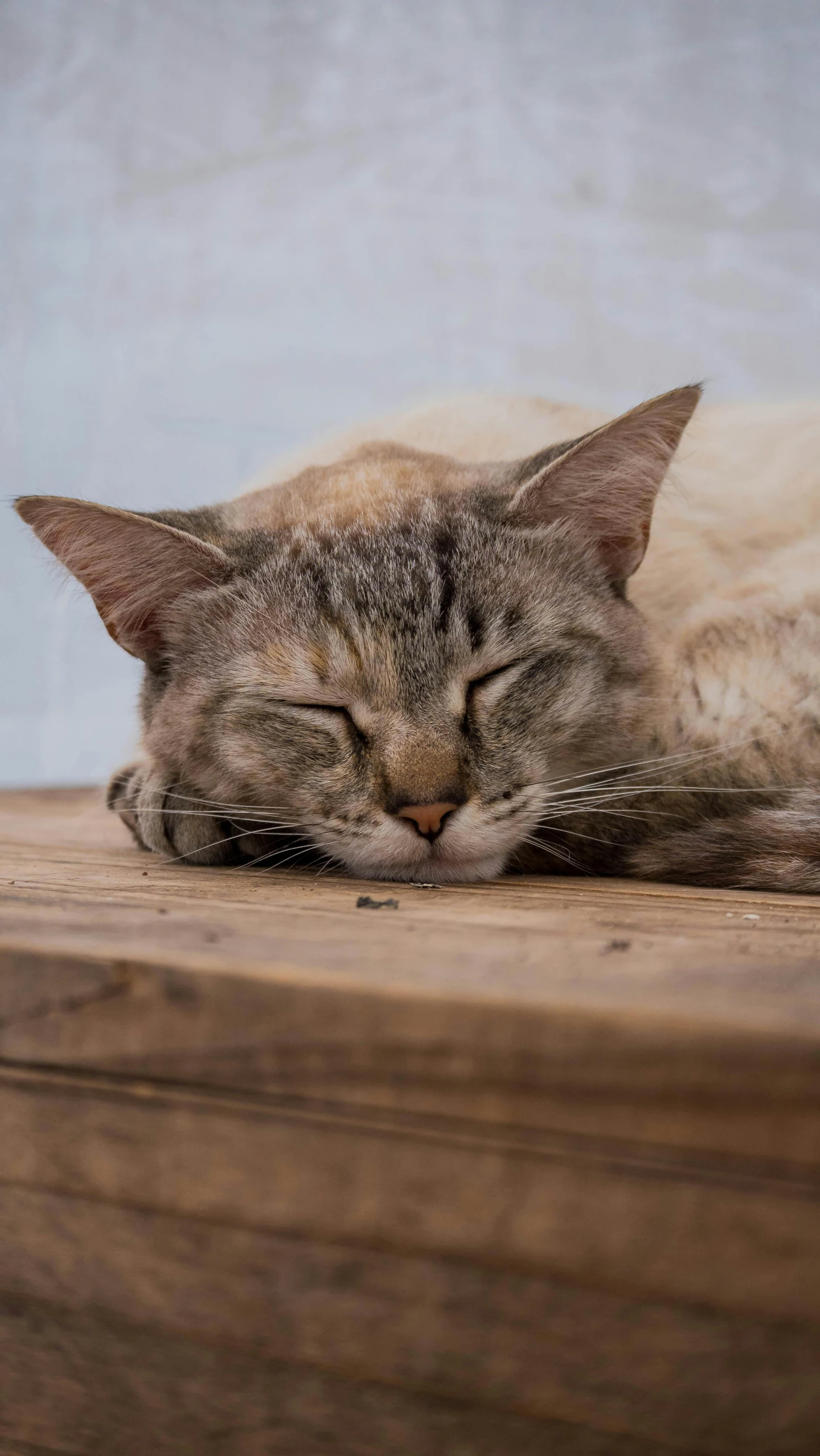 a cat sleeps on a wood table with its eyes closed