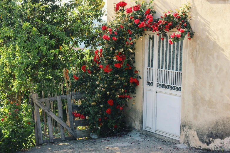 a building with some red flowers growing up the side