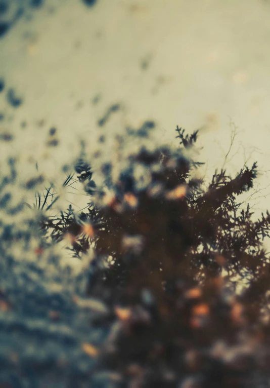 this po shows raindrops on the leaves of some trees