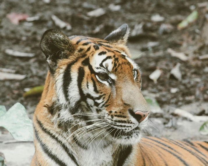 a tiger with very large eyes and brown fur sitting on the ground