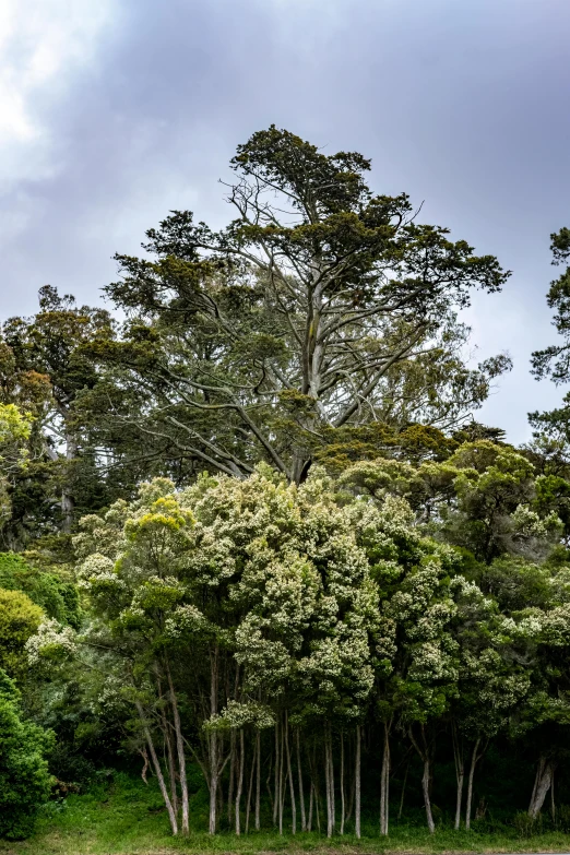 a large tree in a grassy area next to tall trees