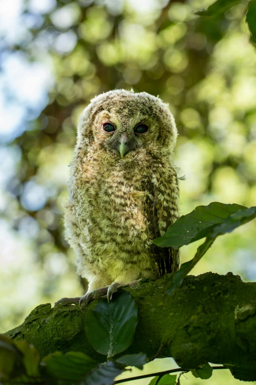 a small, fuzzy owl sits on a nch in a tree