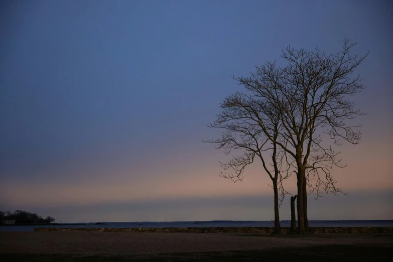 the sky over the trees and beach has a clear blue color