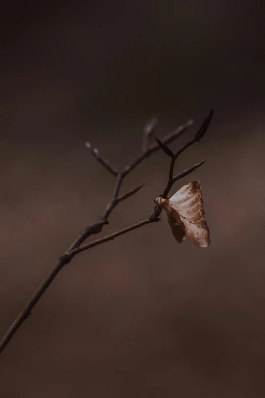 a single brown and white leaf on a twig