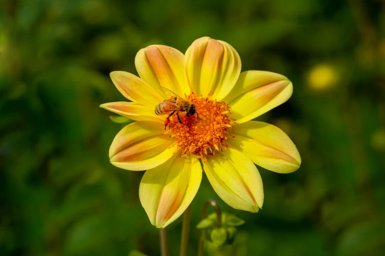 a bee on a yellow flower with other flowers in the background