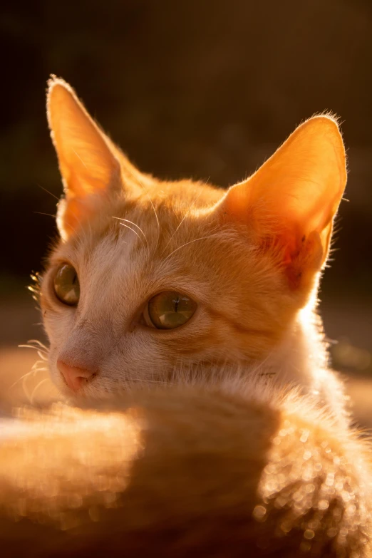 a cat looking directly into the camera while sitting down