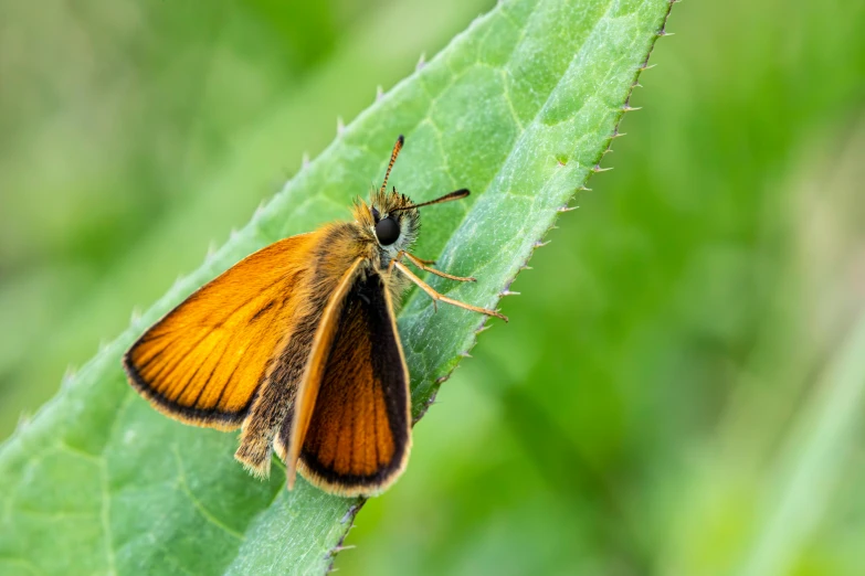 a small yellow erfly sitting on top of a leaf