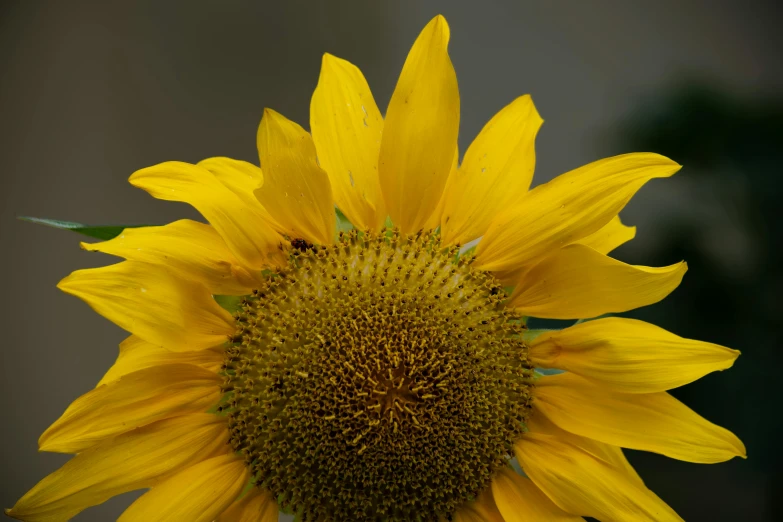 the sunflower is blooming in the sunlight