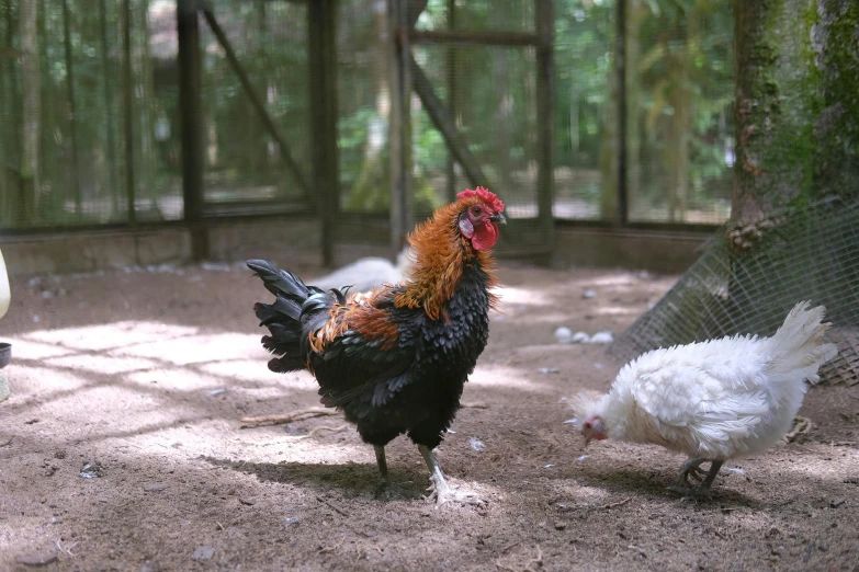 two chickens are walking inside the cage