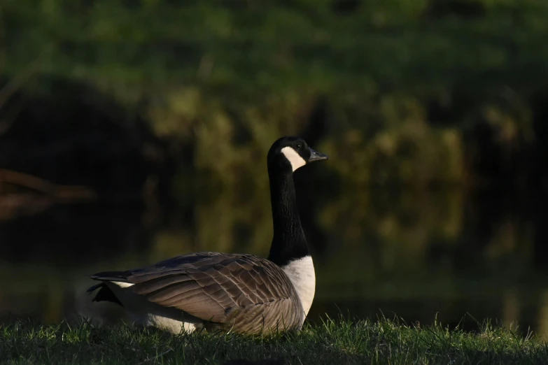 a canadian goose sitting next to a body of water