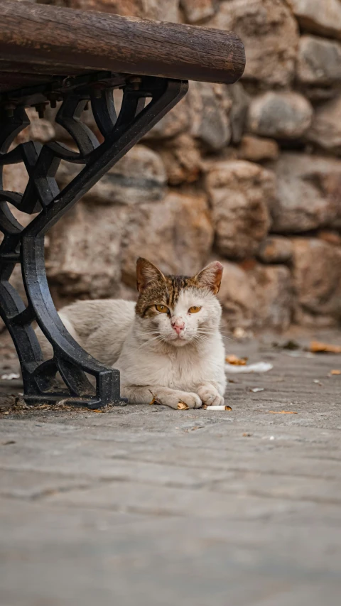 the cat is lying under the bench looking away from it