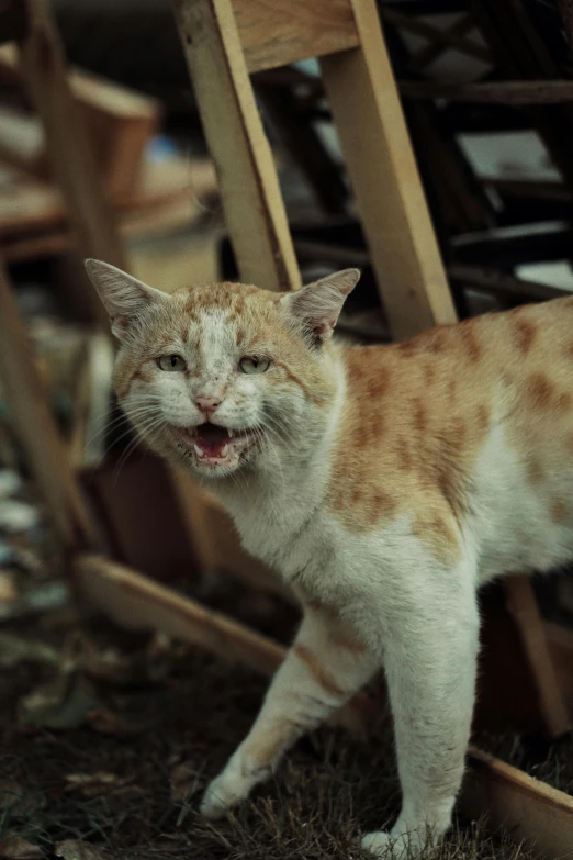 an orange and white cat has his mouth open