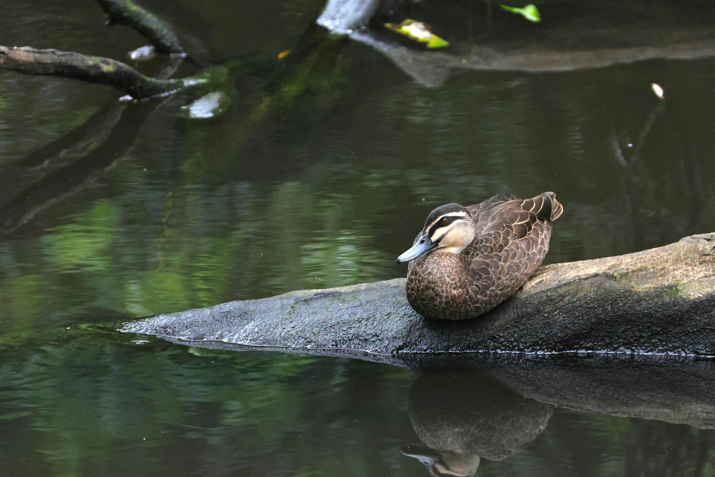 a duck sitting on top of a log in water