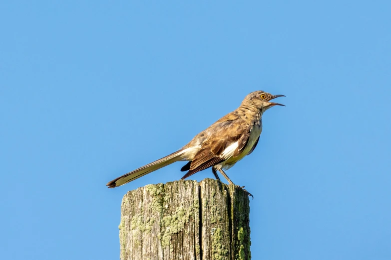 a brown and white bird sits on a pole