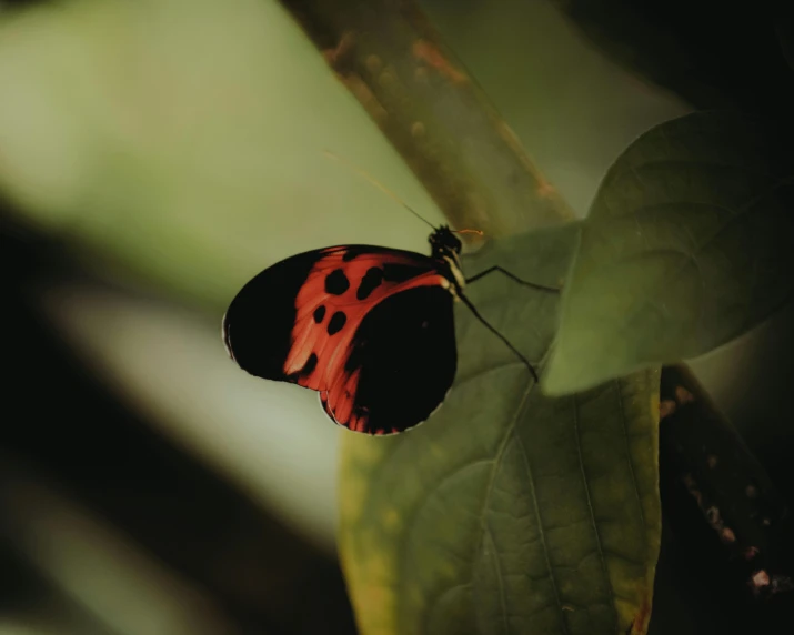 a red and black insect is on a green leaf