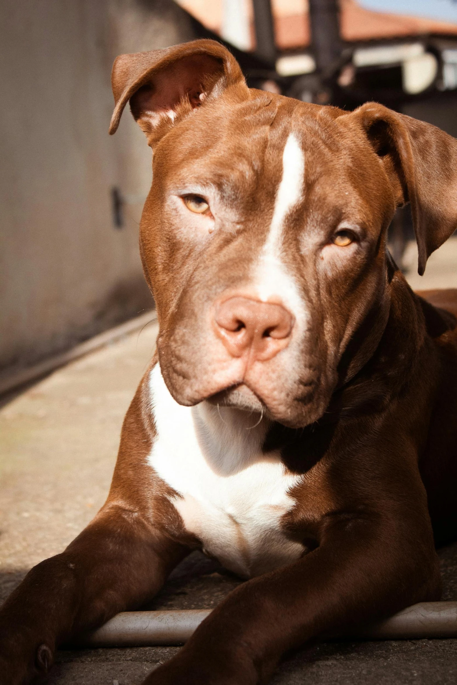 a very cute pitbull laying down on the ground