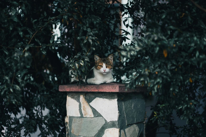 a cat is sitting on top of a brick fence