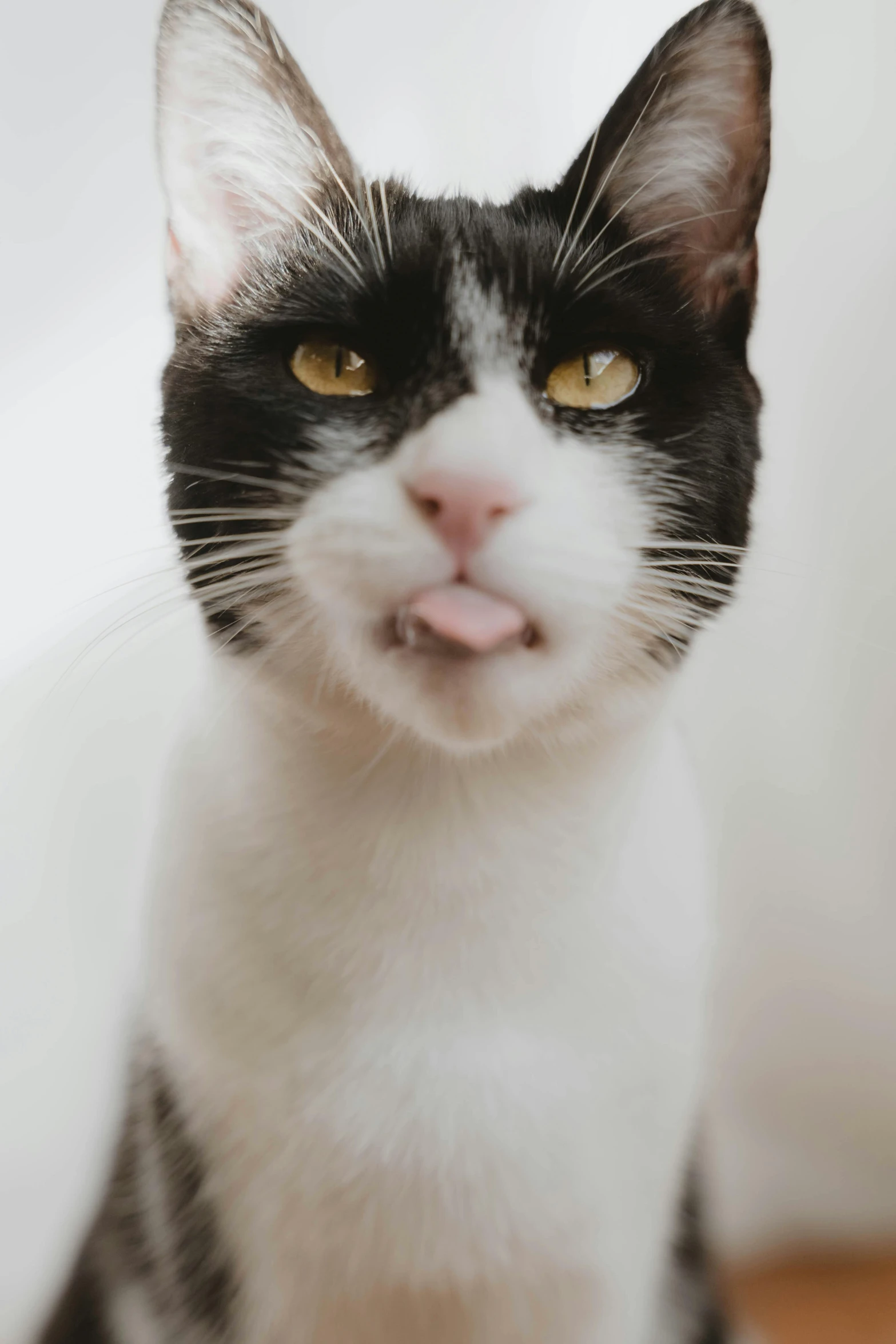an up close s of a black and white cat with its tongue out